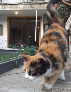 Heves İki Kere Patlar!